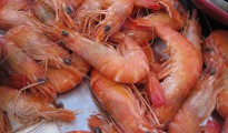 Crevette