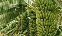 banane
