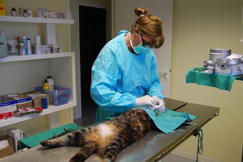 docteur veterinaire