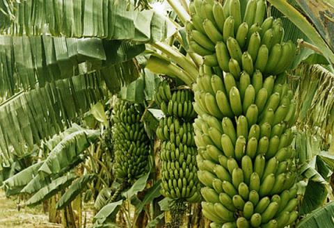 FASA – Faculté d’Agronomie et des Sciences Agricoles année académique 2017-2018