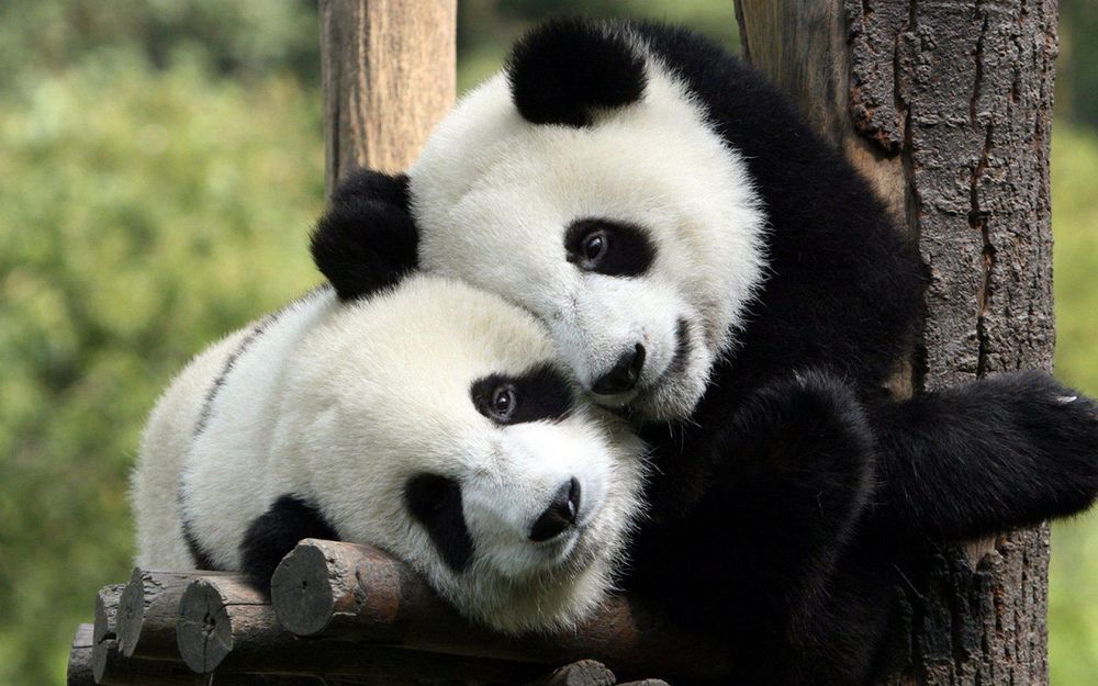 WWF Scholarships & Conservation Grants WWF partners offering volunteer, training and award schemes