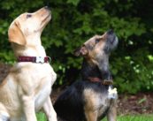 Chiens