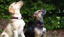 Chiens