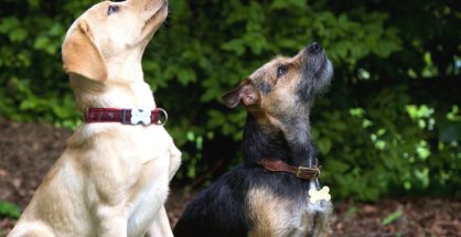 Chiens